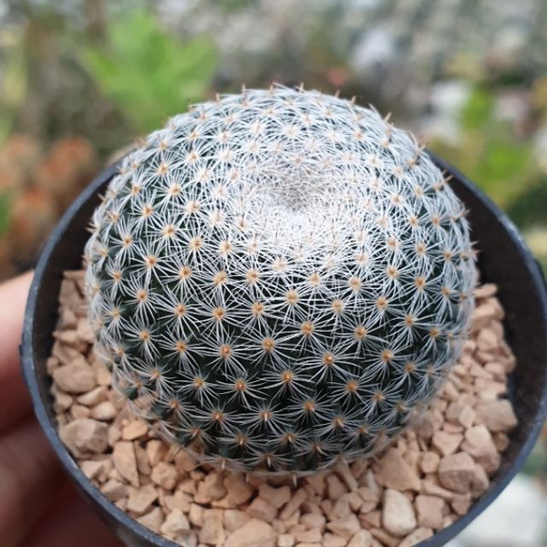 กระบองเพชร แคคตัส (แมม, Mammillaria)