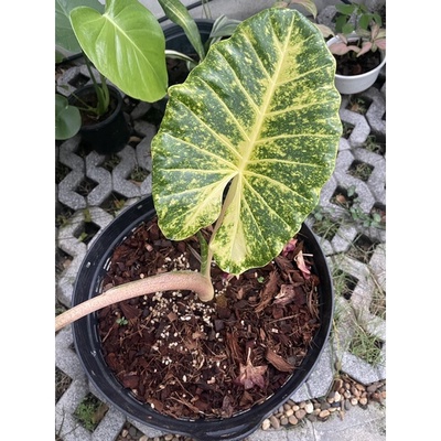 ต้นบอนเพชรเจ็ดสี Alocasia New Guinea gold