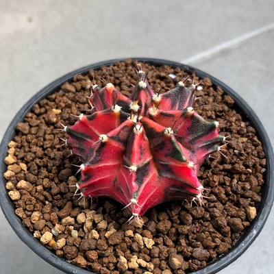 กระบองเพชร แคคตัส (ยิมโนด่าง, Gymnocalycium)