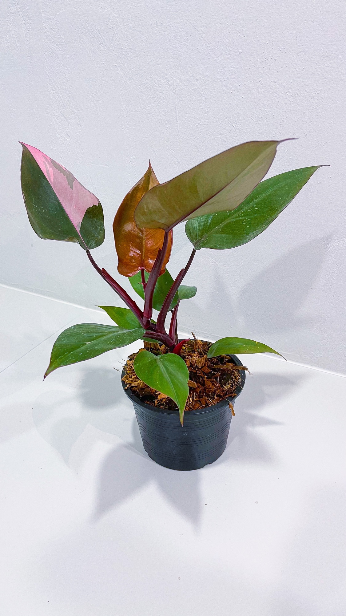 ฟิโลเดนดรอน พิ้งค์ ปริ้นเซส (Philodendron Pink Princess)