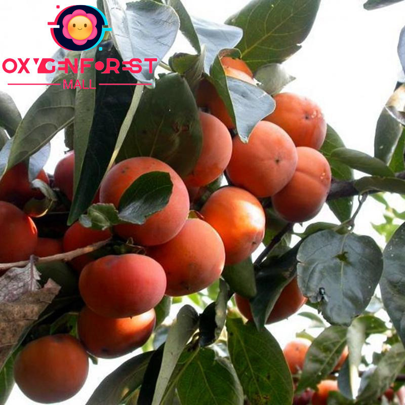 persimmon seed Price & Voucher Oct 2026 | BigGo Philippines