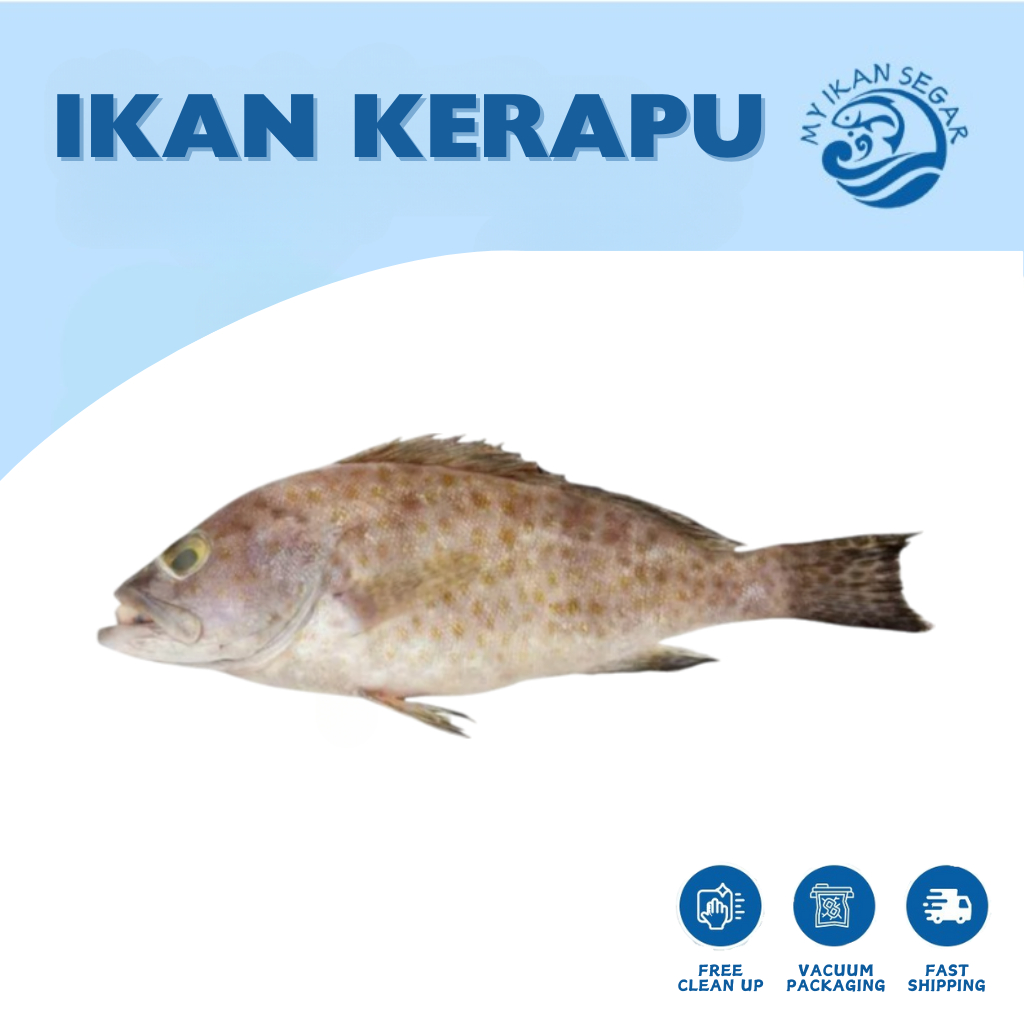 grouper fish fillet Price & Promotion-Okt 2026 | BigGo Malaysia