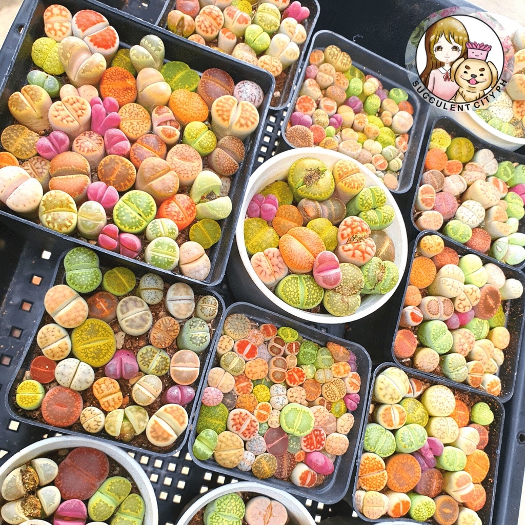 Lithops Price & Voucher Jul 2023|BigGo Philippines