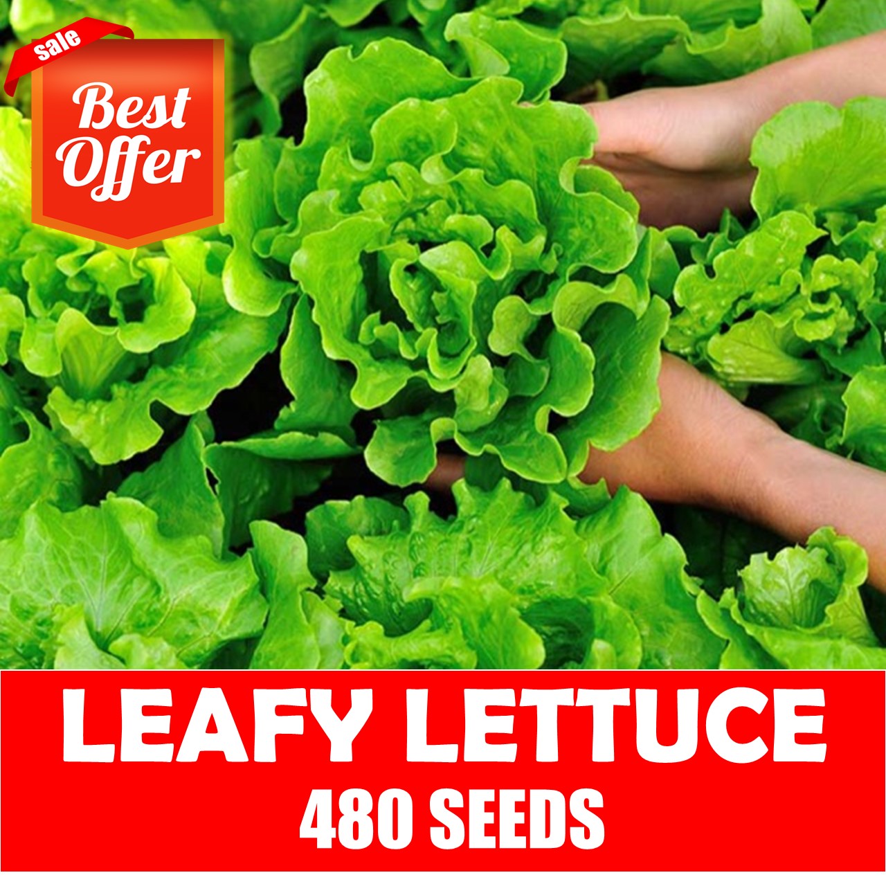 Lettuce Price Voucher Mar 2024 BigGo Philippines   Bb17dc374948bc79dc312bf35386cfce 