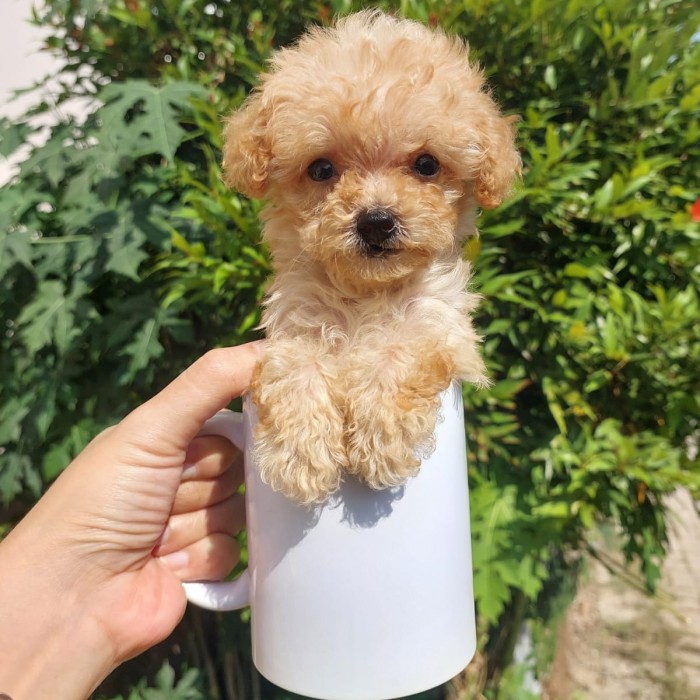Harga teacup poodle shop