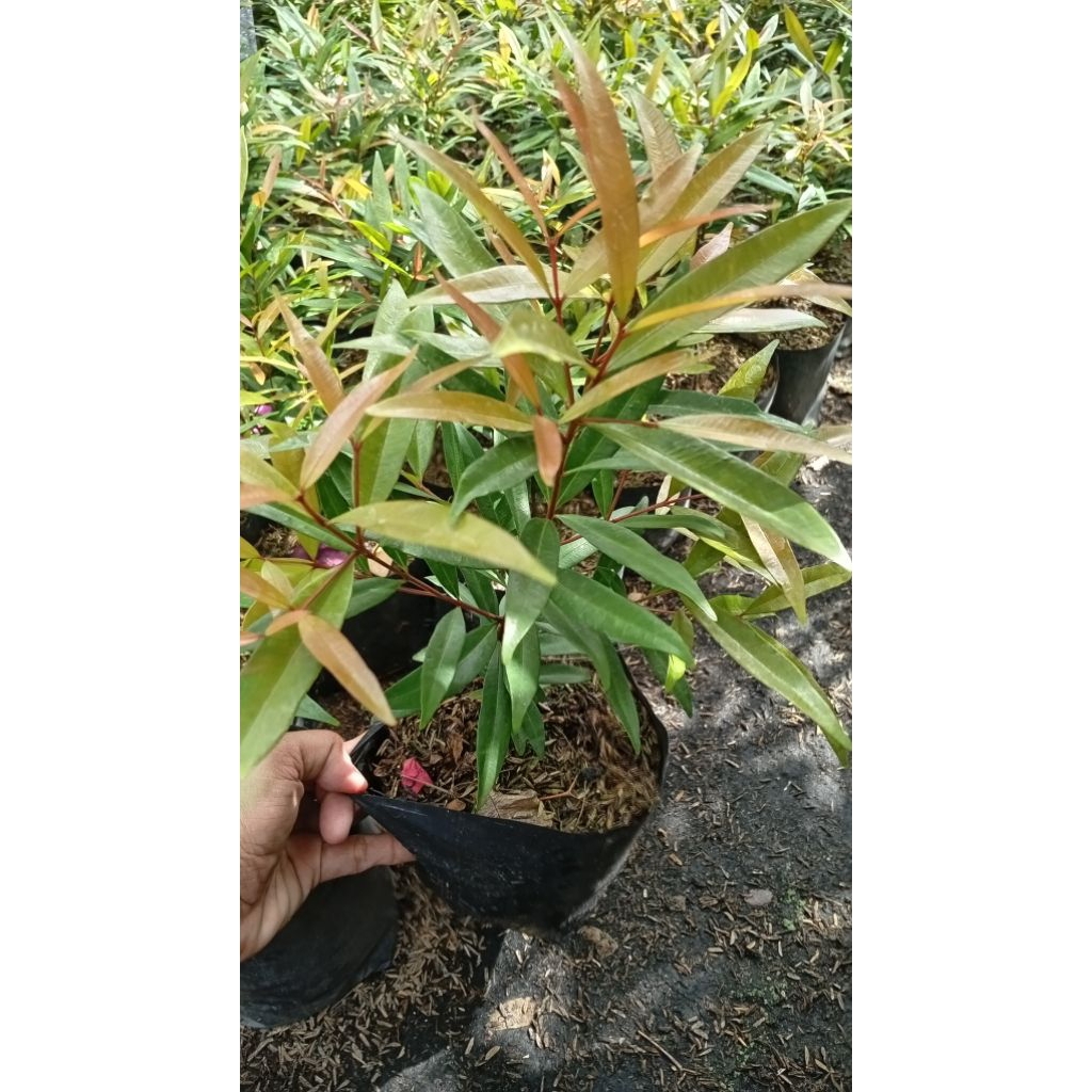 eugenia plant Price & Voucher Sep 2026 | BigGo Philippines