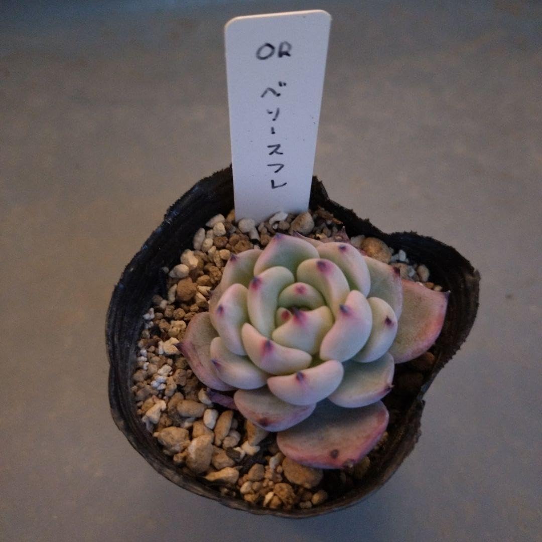 多肉植物エケベリアミックスベリアの名札9枚 多肉植物エケベリアミックスベリアの名札9枚