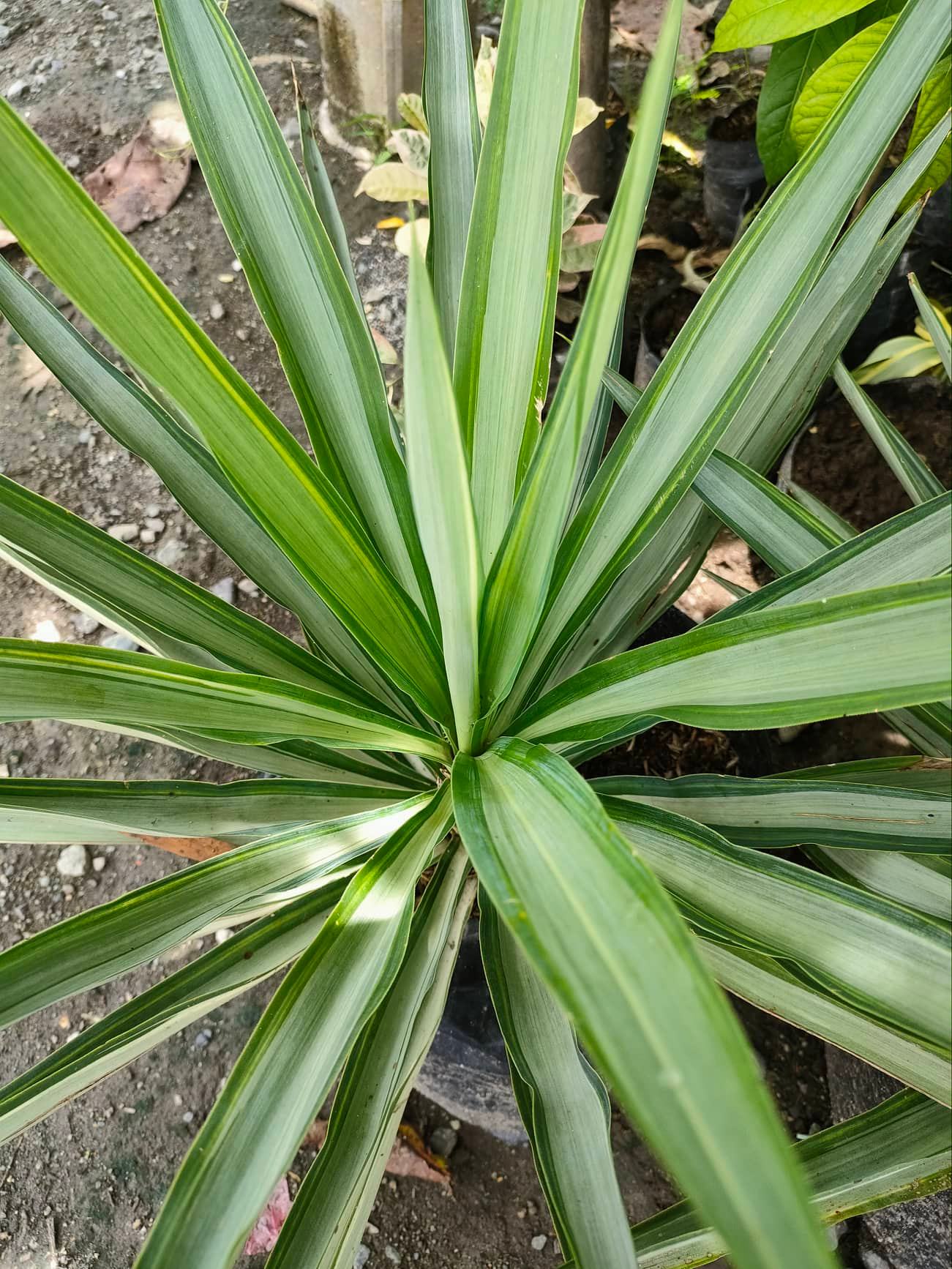 Yucca Price & Voucher Mar 2023BigGo Philippines