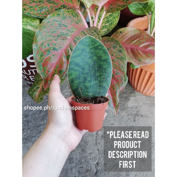 Snakeplant Price & Voucher Sep 2023|BigGo Philippines
