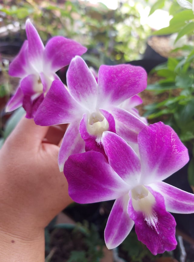 Orchids Price Voucher Jul 2024 BigGo Philippines   A52d93e24e9523152dcf3c2566981ef2 