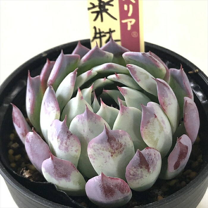 ヴィンテージレター　おらいさん　ミックスベリア　新作 楽天市場】多肉植物 oriミックスベリア No.068 ヴィンテージ