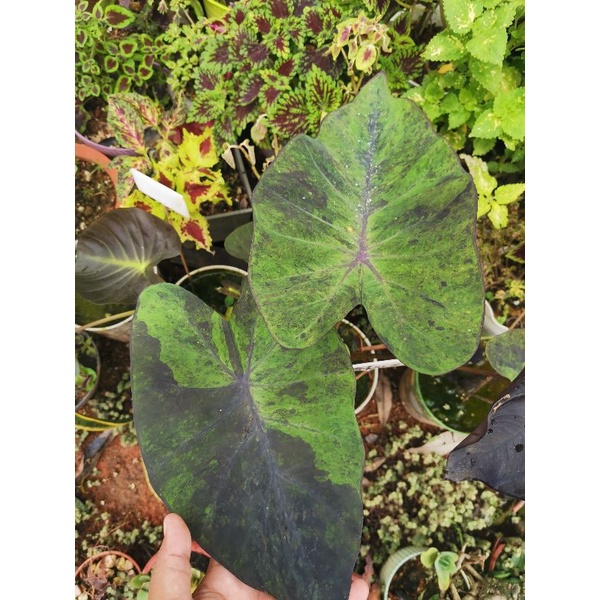 Madeira Price & PromotionOct 2023BigGo Malaysia