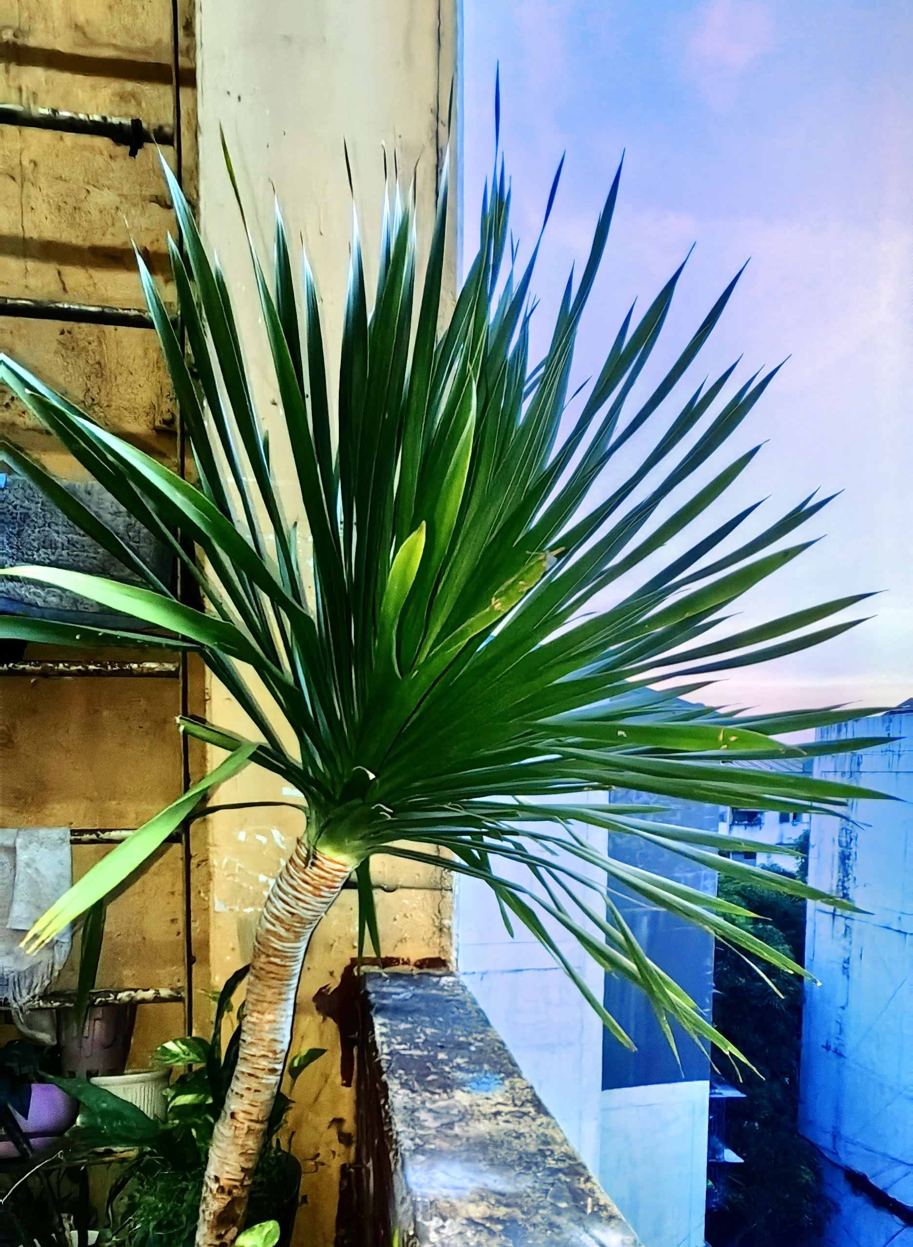 Yucca Price & Voucher Feb 2024BigGo Philippines