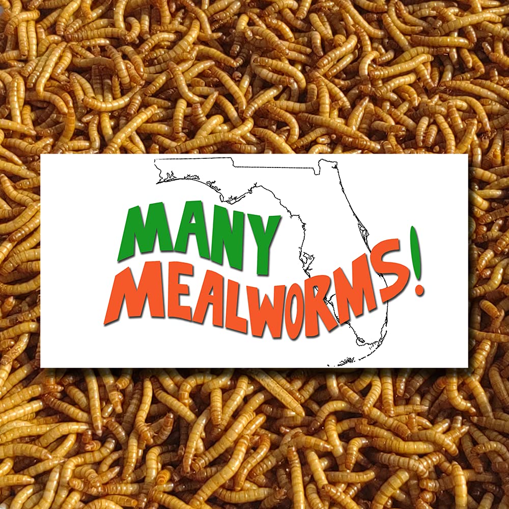Mealworms Price & PromotionMay 2023BigGo Malaysia
