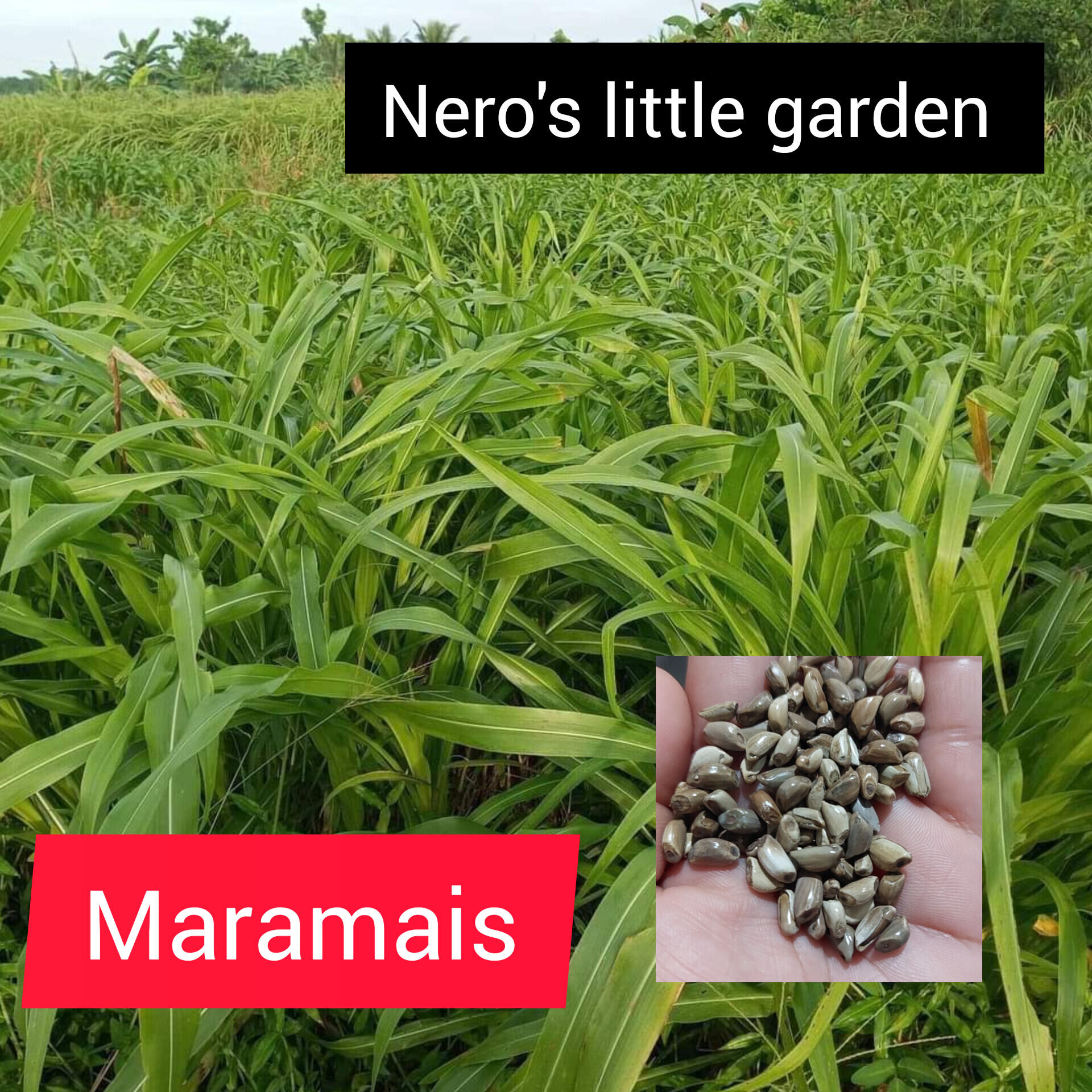 Maramais Price & Voucher May 2024BigGo Philippines