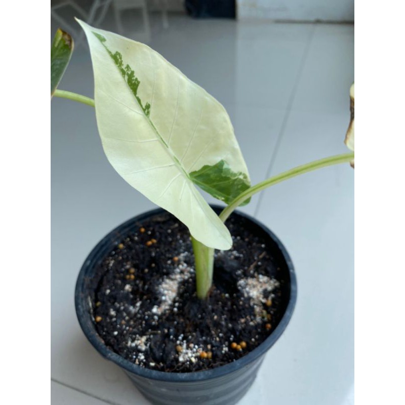 ต้นบอนกระดาษด่าง Alocasia macrorrhizos (L.) G.Don