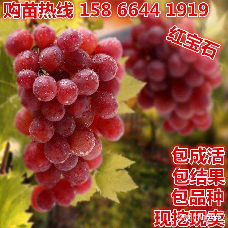 grapes seedlings Price & Voucher Oct 2026 | BigGo Philippines