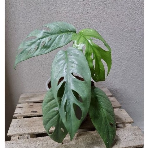 出産祝いなども豊富 Monstera Fully 1 Deli Borsi Leaves Cebublue