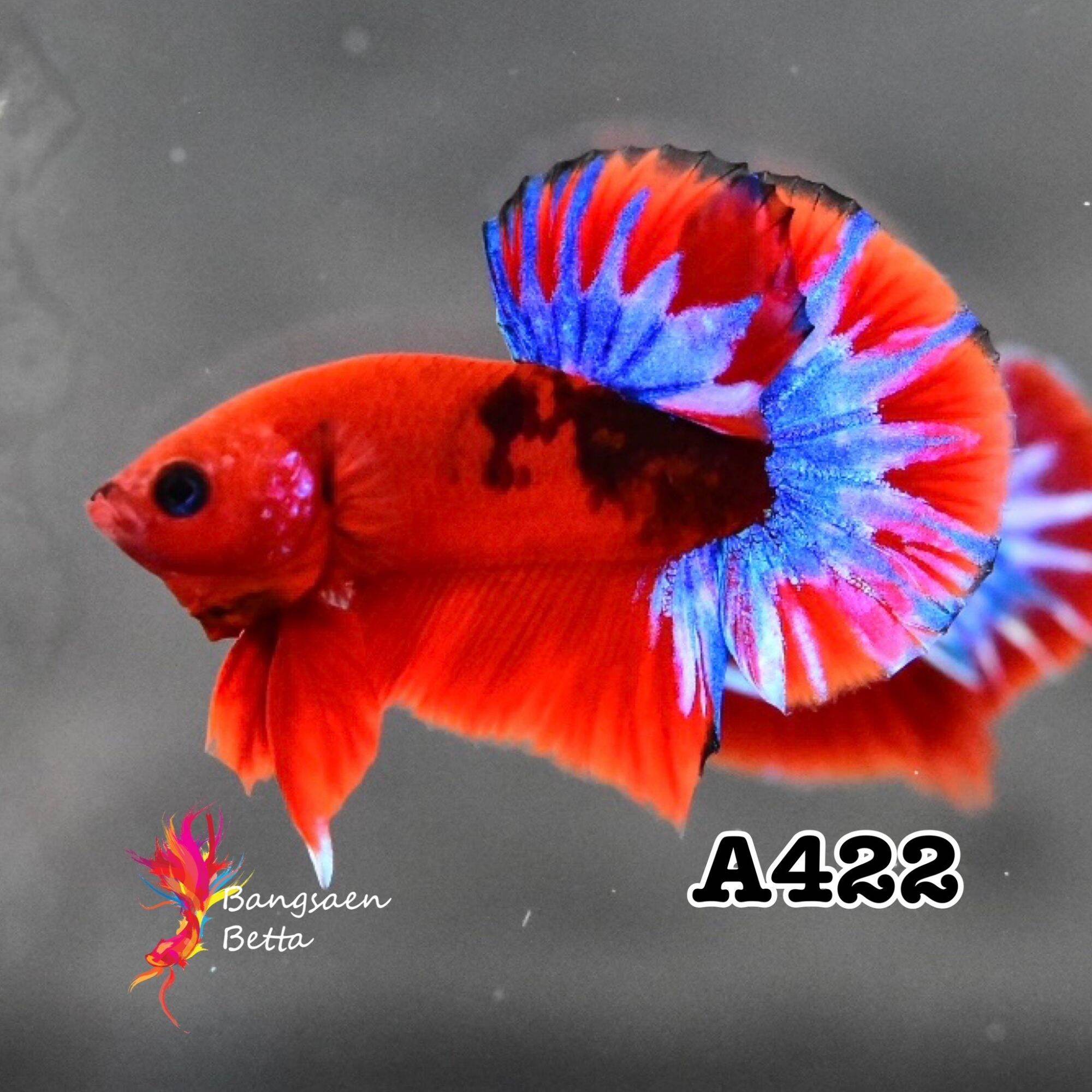 Lazada 2024 betta fish