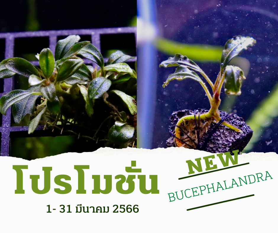 期間限定送料無料】 Bucephalandra sp. GhostKalimantan2012群生 魚