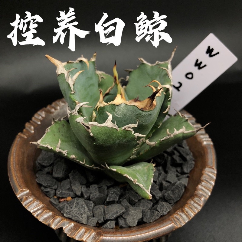 Agave Titanota Hakugei White Whale Price & Promotion-Mar 2023 